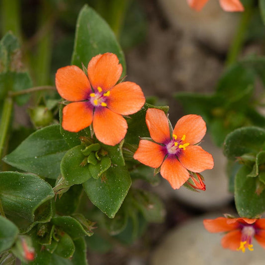 Scarlet Pimpernel seeds