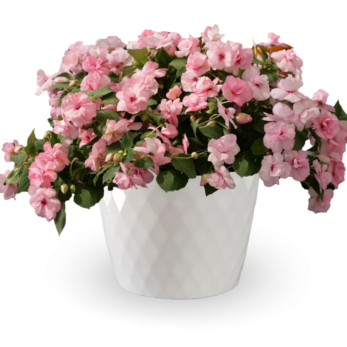 Athena Mix Impatiens seeds