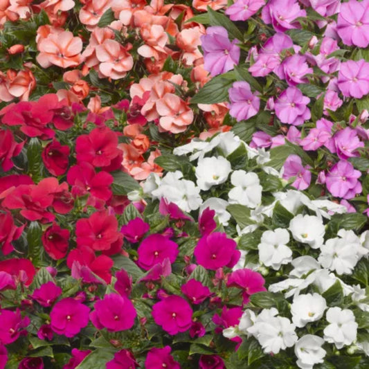 New Guinea Impatiens Florific Mix seeds