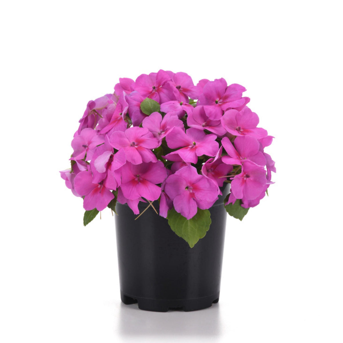 Beacon Formula Mix Impatiens seeds
