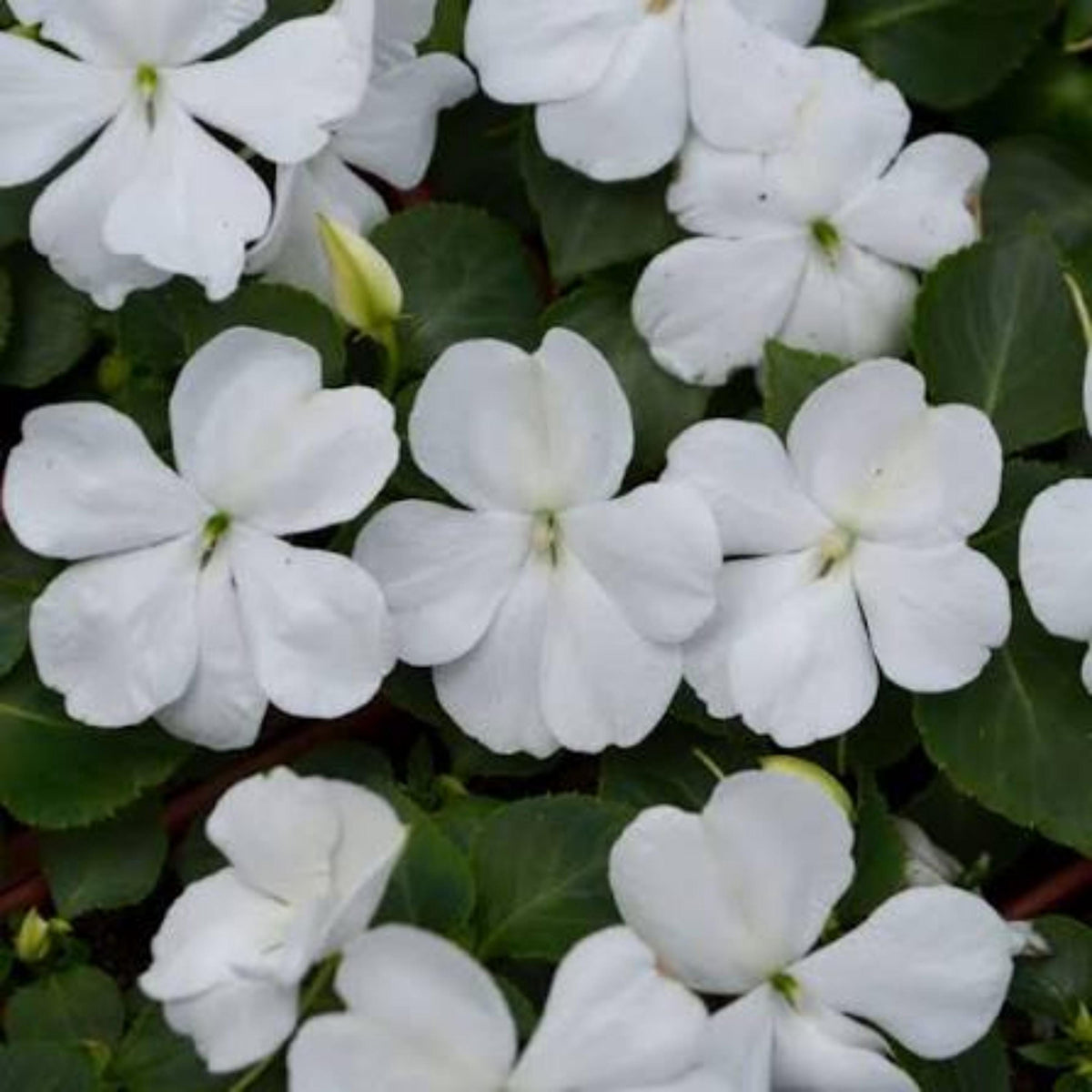 Beacon White Impatiens seeds