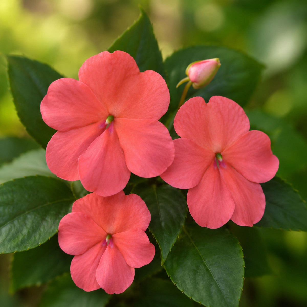 Beacon Coral Impatiens seeds