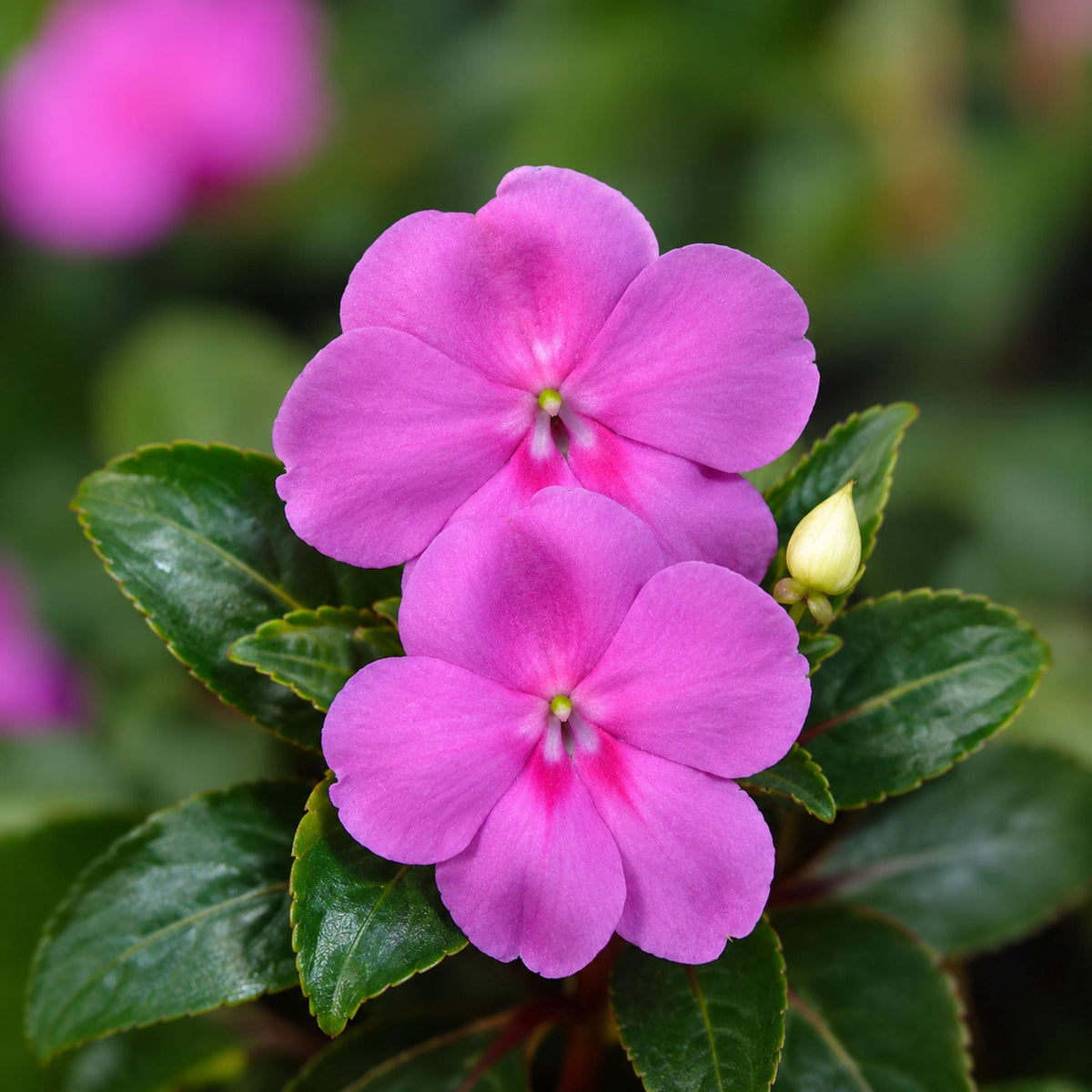 Beacon Blue Pearl Impatiens seeds