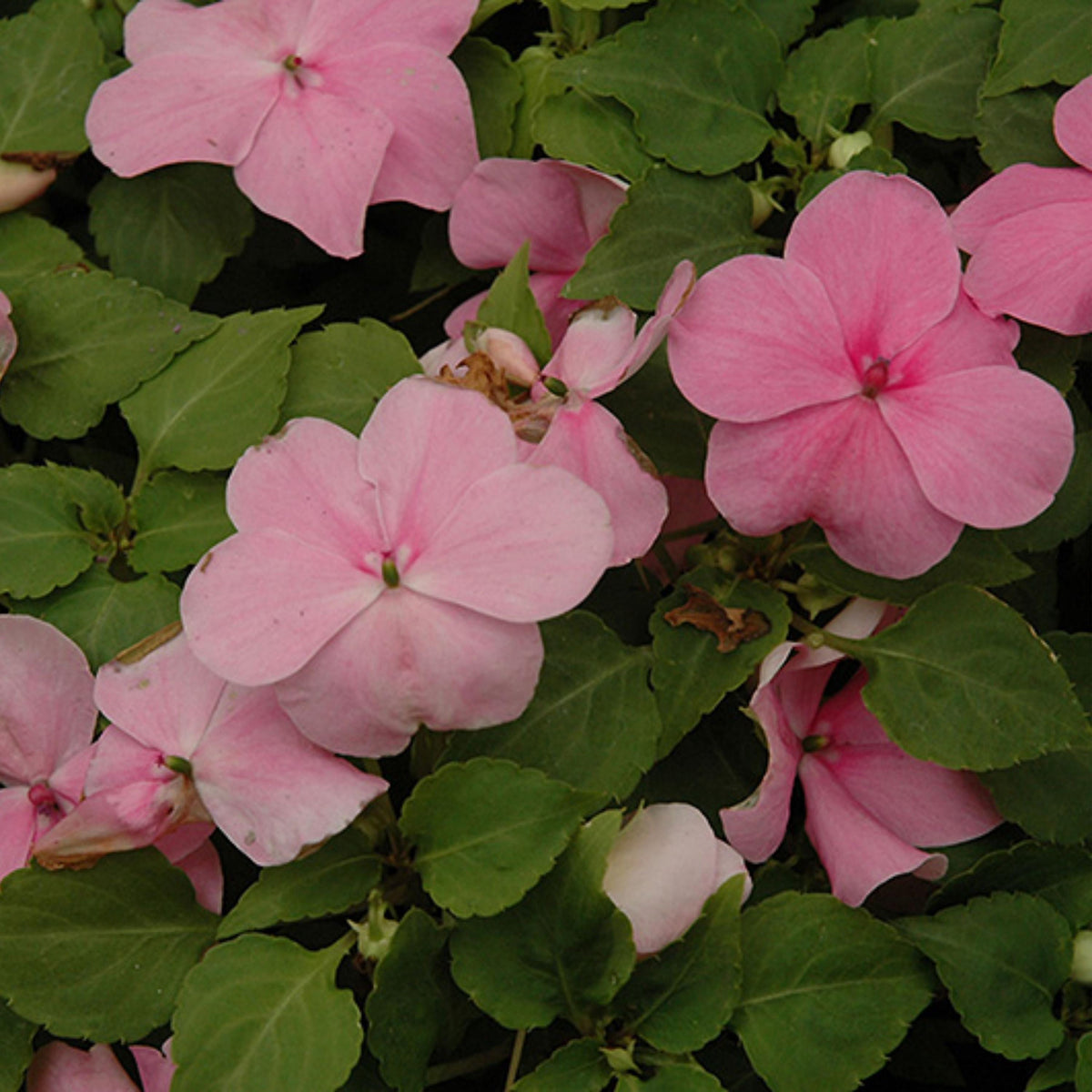Super Elfin Mix Impatiens seeds