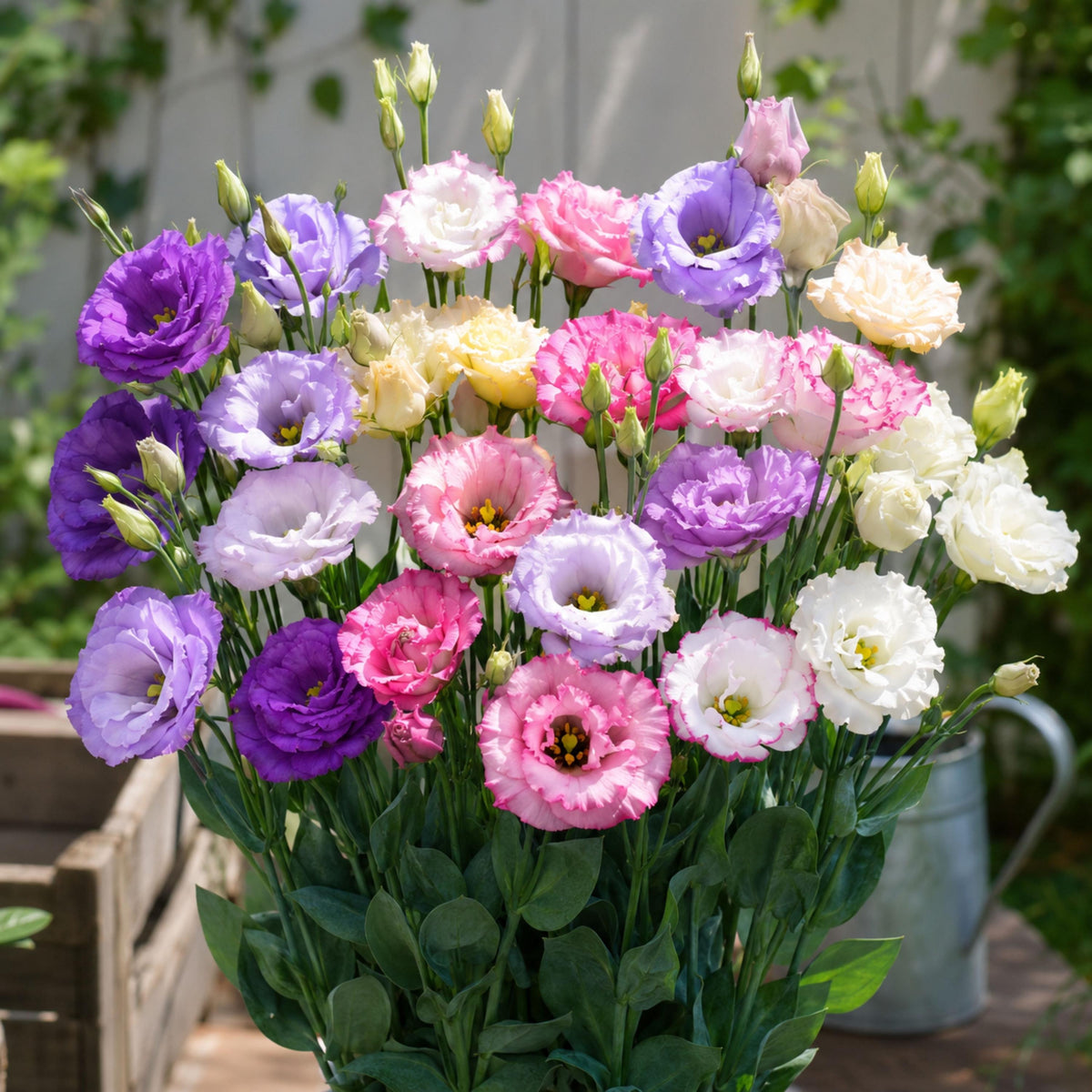 Echo Mix Eustoma Lisianthus seeds