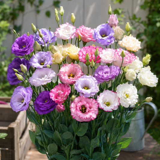 Echo Mix Eustoma Lisianthus seeds