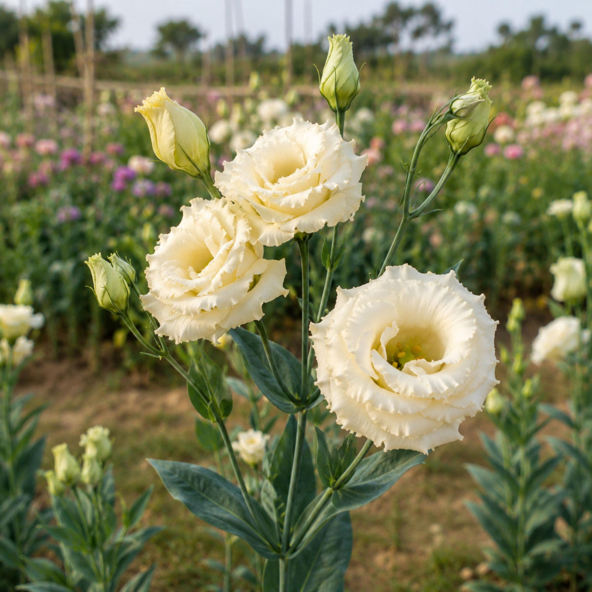 Cream Eustoma Lisianthus seeds