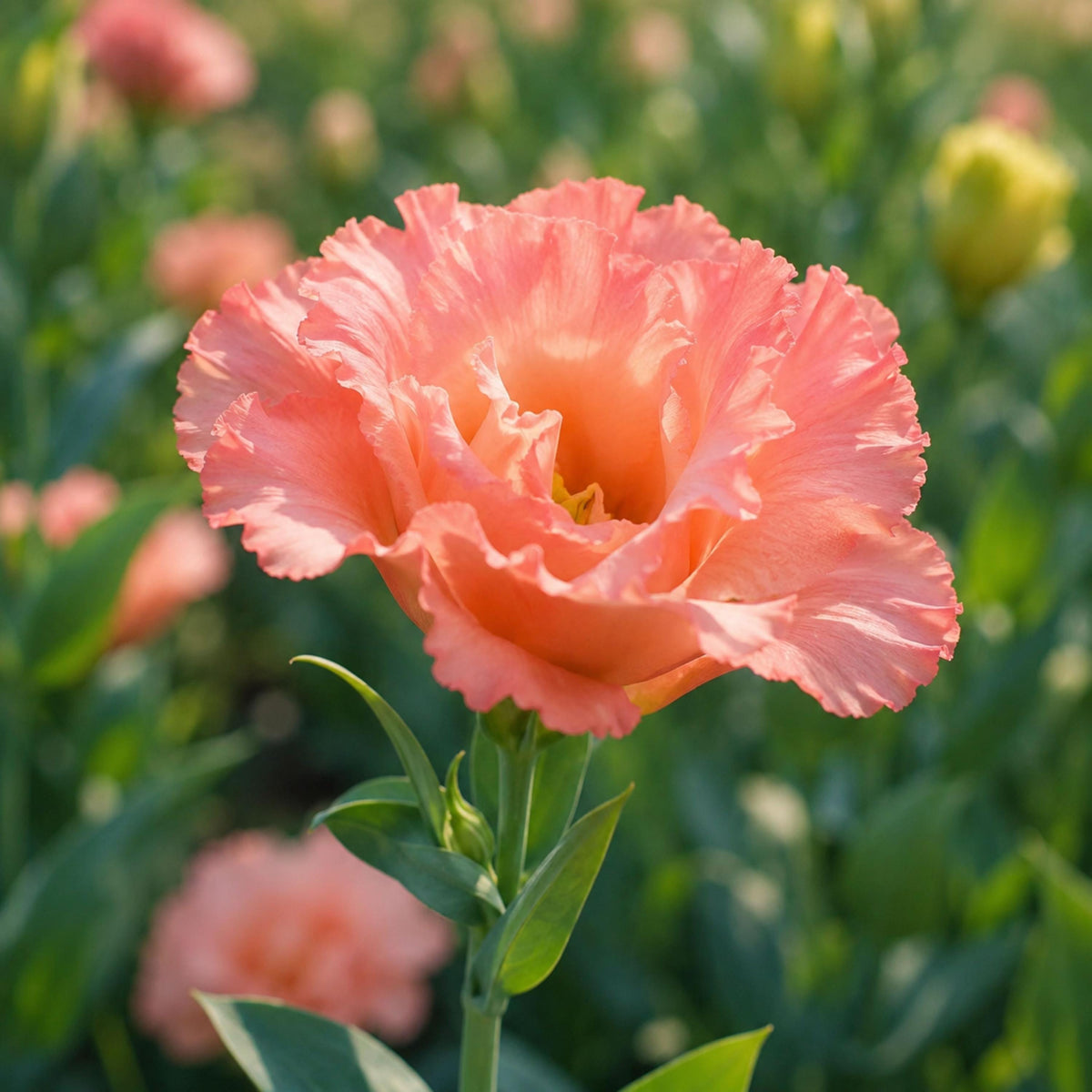 Coral Eustoma Lisianthus seeds