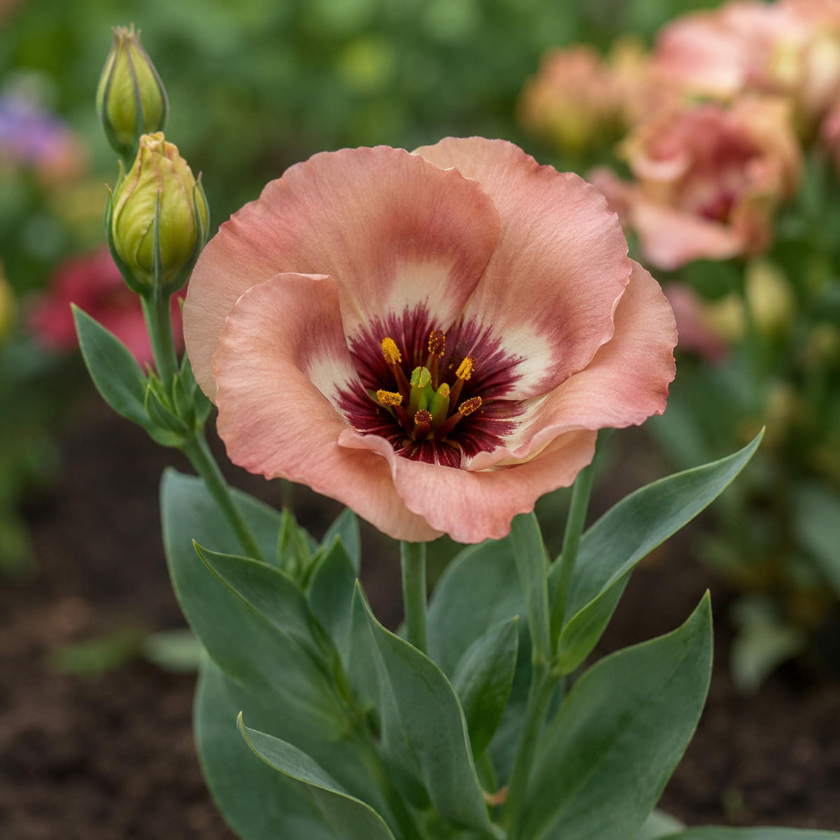 Pucchino Choco Eustoma Lisianthus seeds