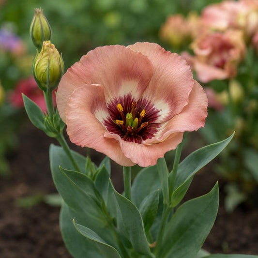 Pucchino Choco Eustoma Lisianthus seeds