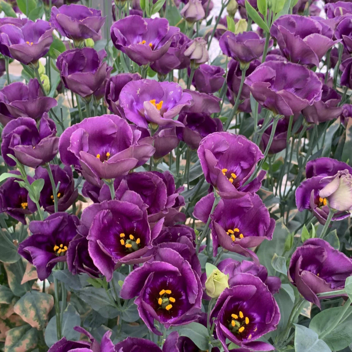 Pucchino Mix Eustoma Lisianthus seeds
