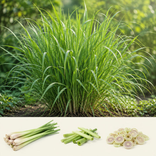 Citronella Grass seeds