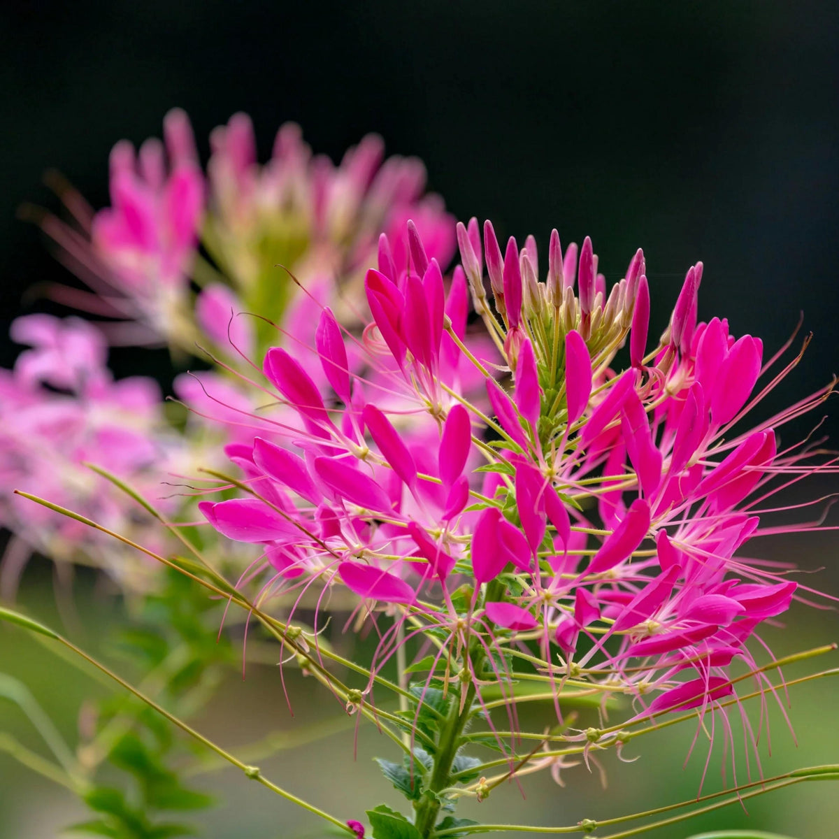 Cherry Queen Cleome seeds