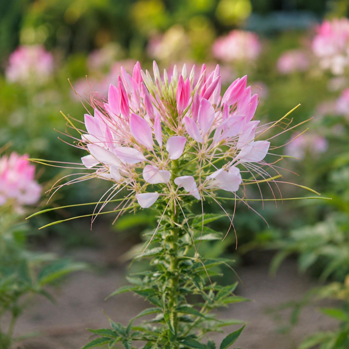 Sparkler Blush Cleome seeds