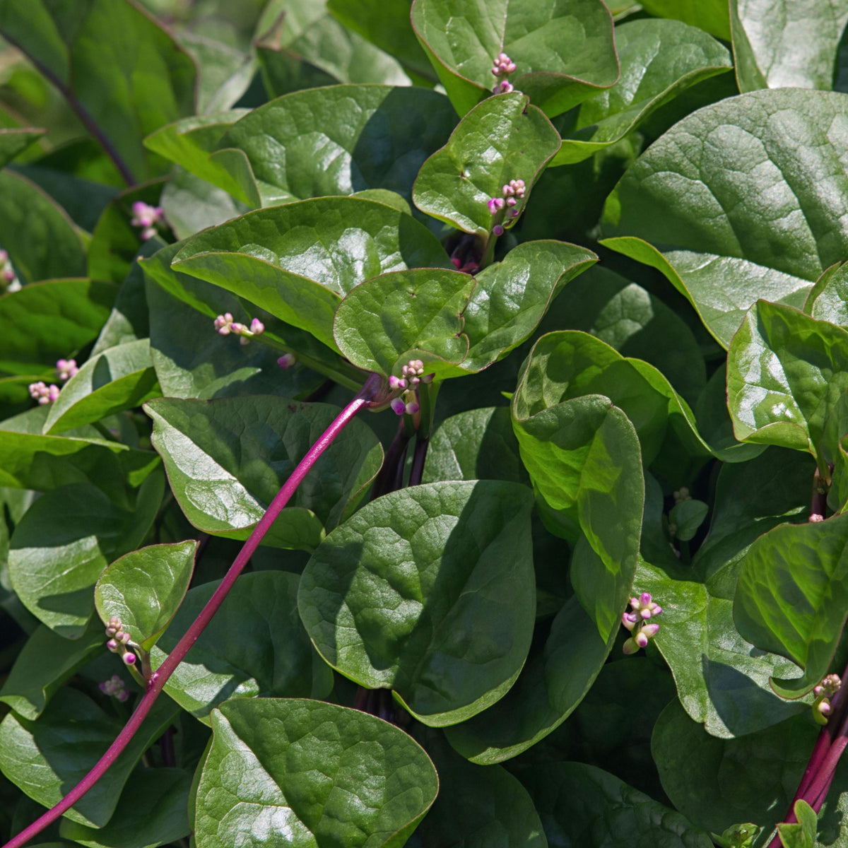Red Malabar Spinach seeds