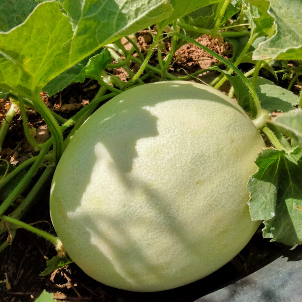 Orangedew Honeydew Melon seeds