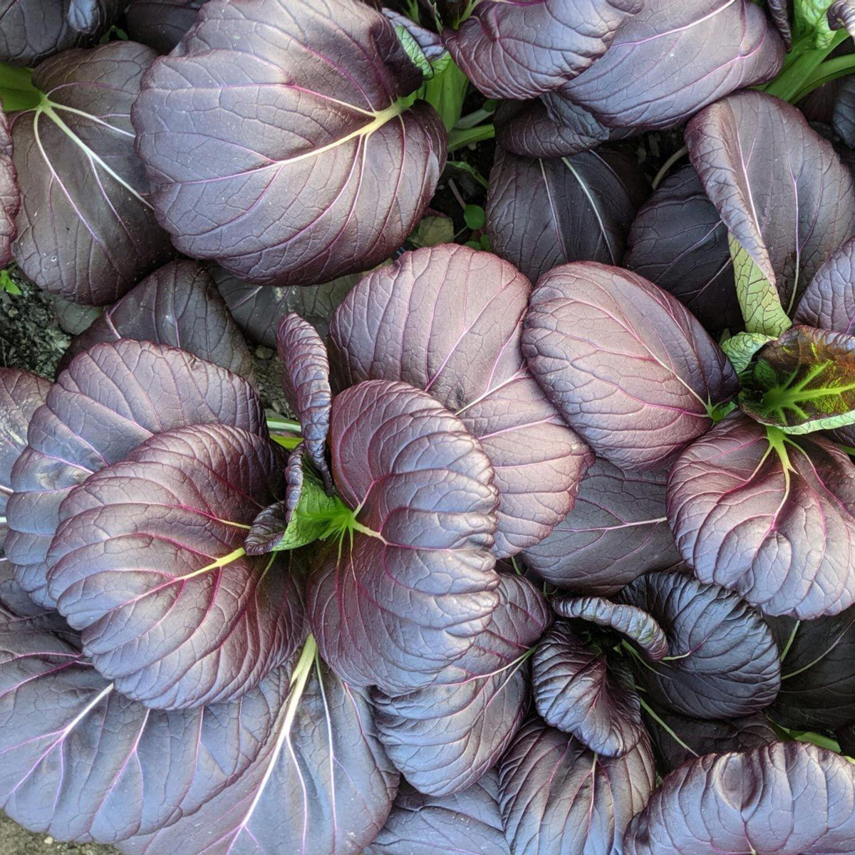 Purple Gem Hybrid Pak Choi seeds