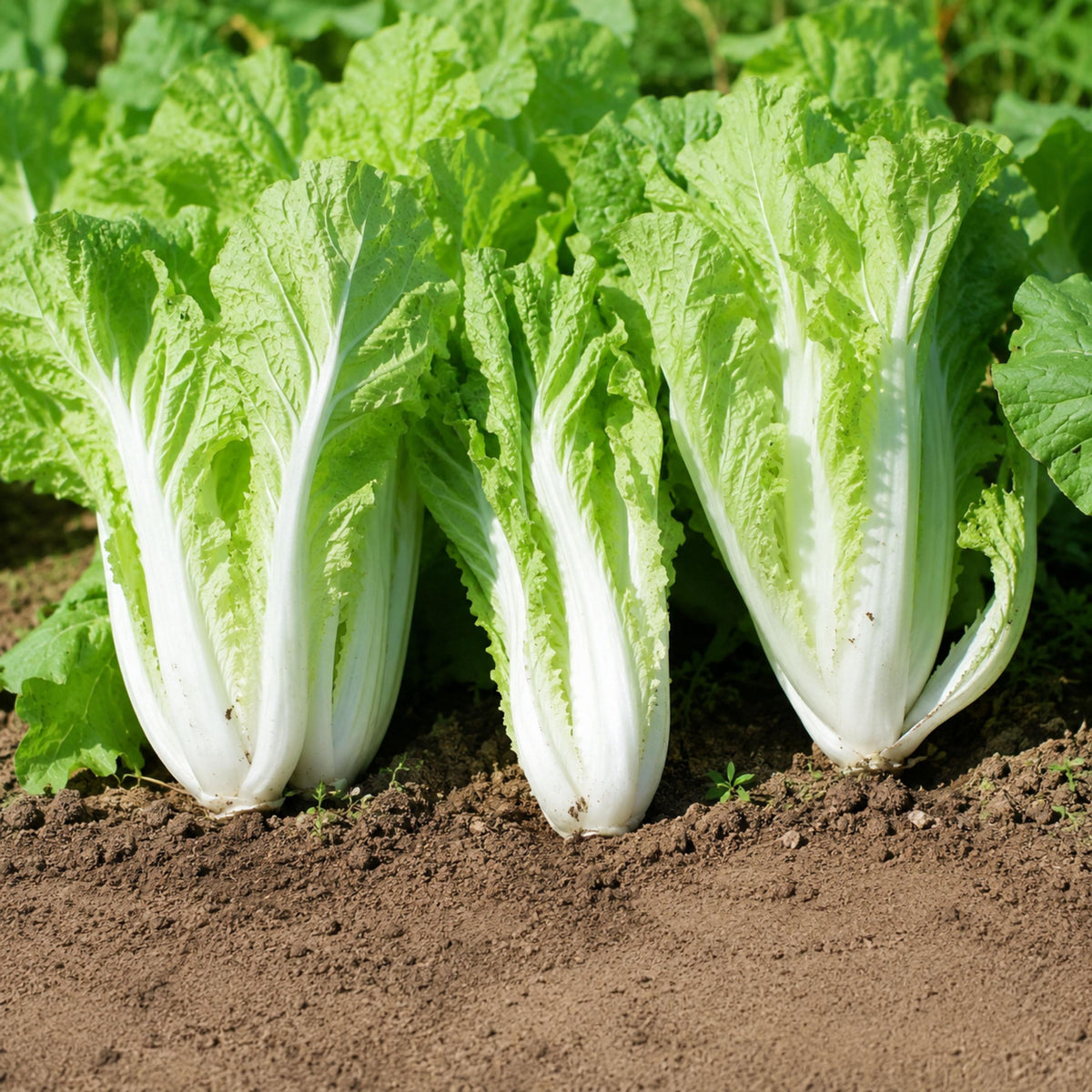Beka Santoh Chinese Cabbage seeds