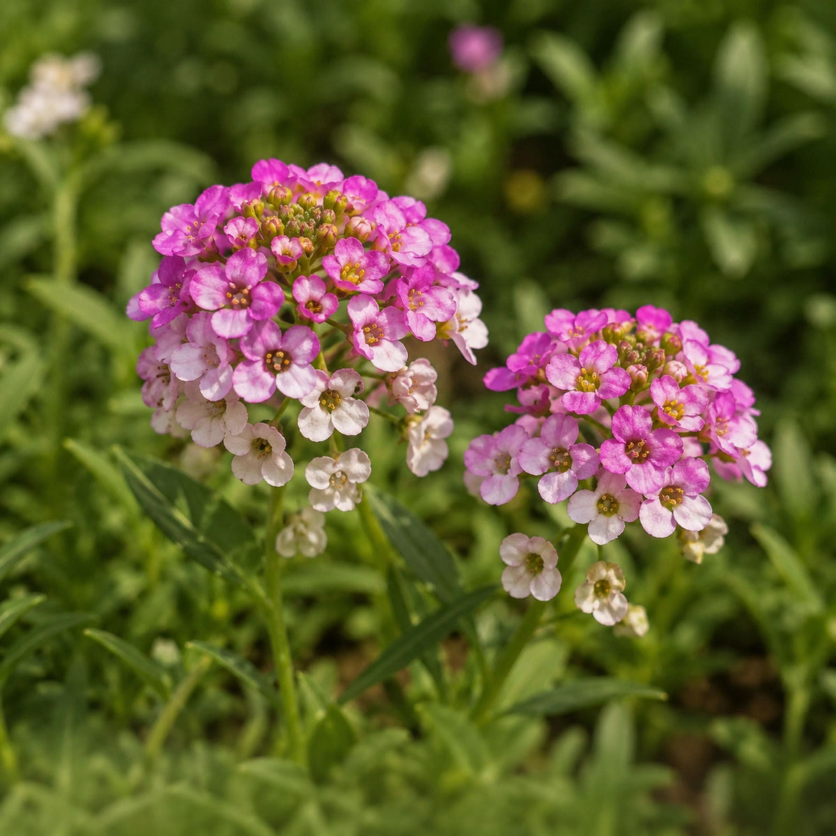 Rosie O'Day Sweet Alyssum seeds