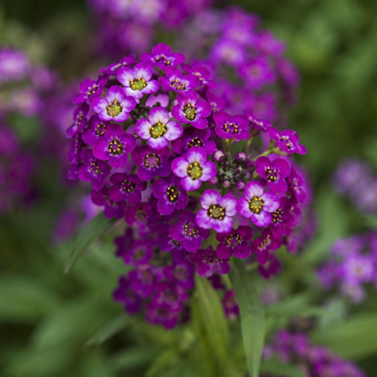 Oriental Nights Sweet Alyssum seeds