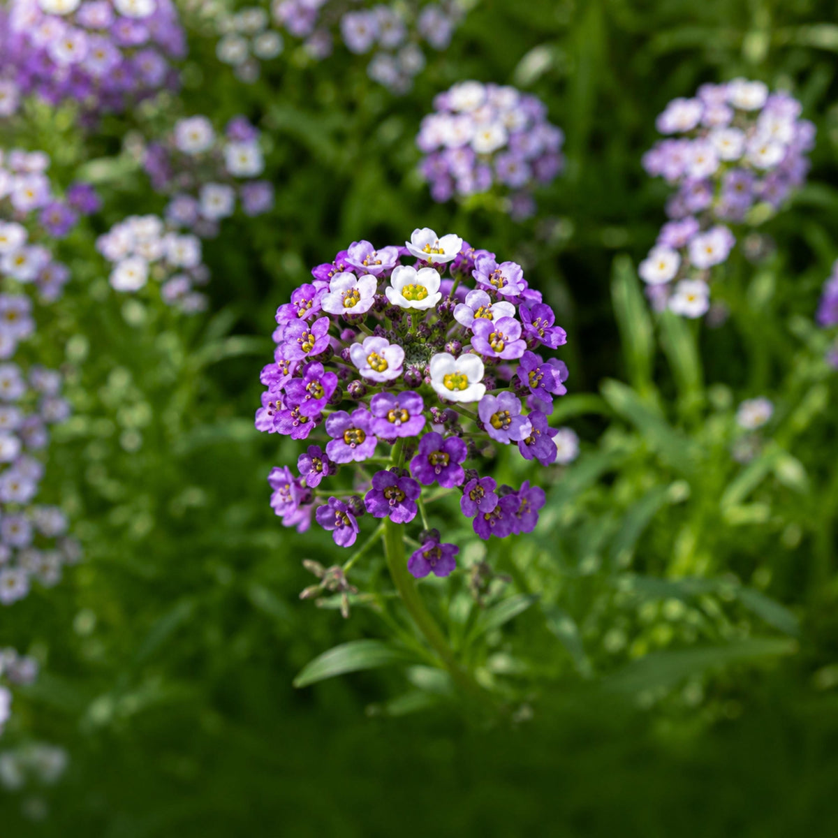 Violet Queen Sweet Alyssum seeds