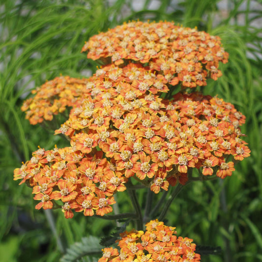 Orange Terracotta Yarrow seeds