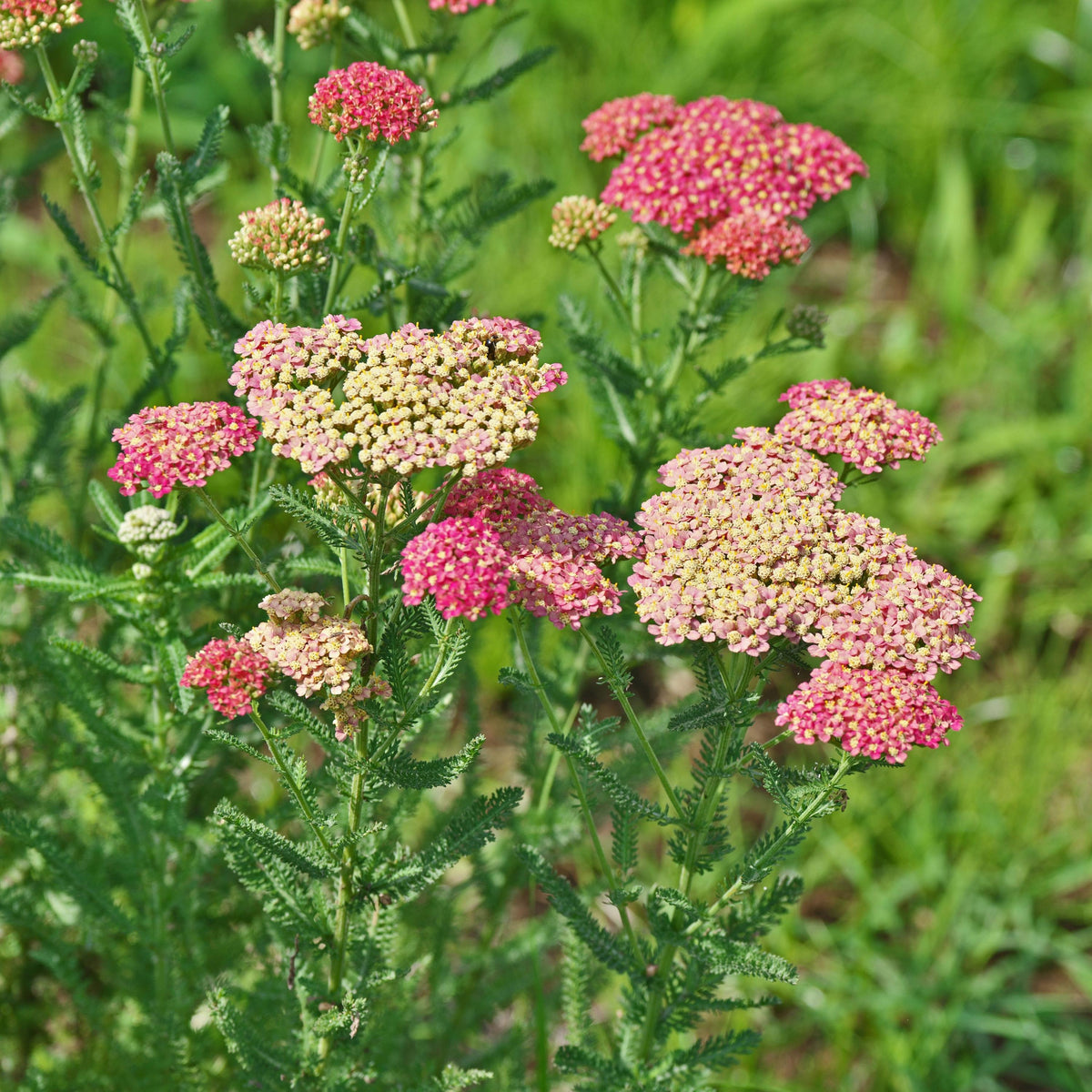 Salmon Beauty Yarrow seeds
