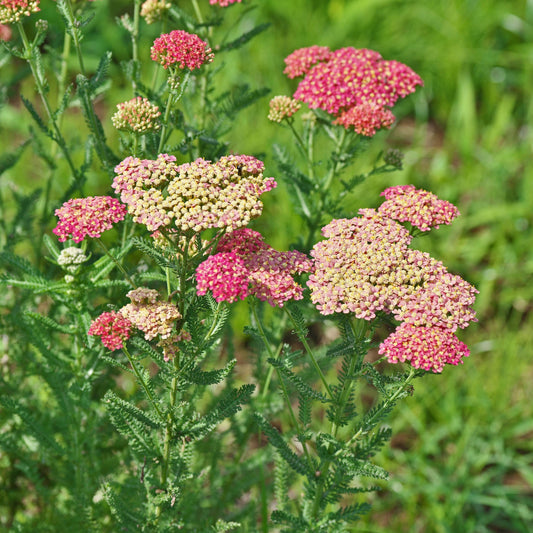Salmon Beauty Yarrow seeds