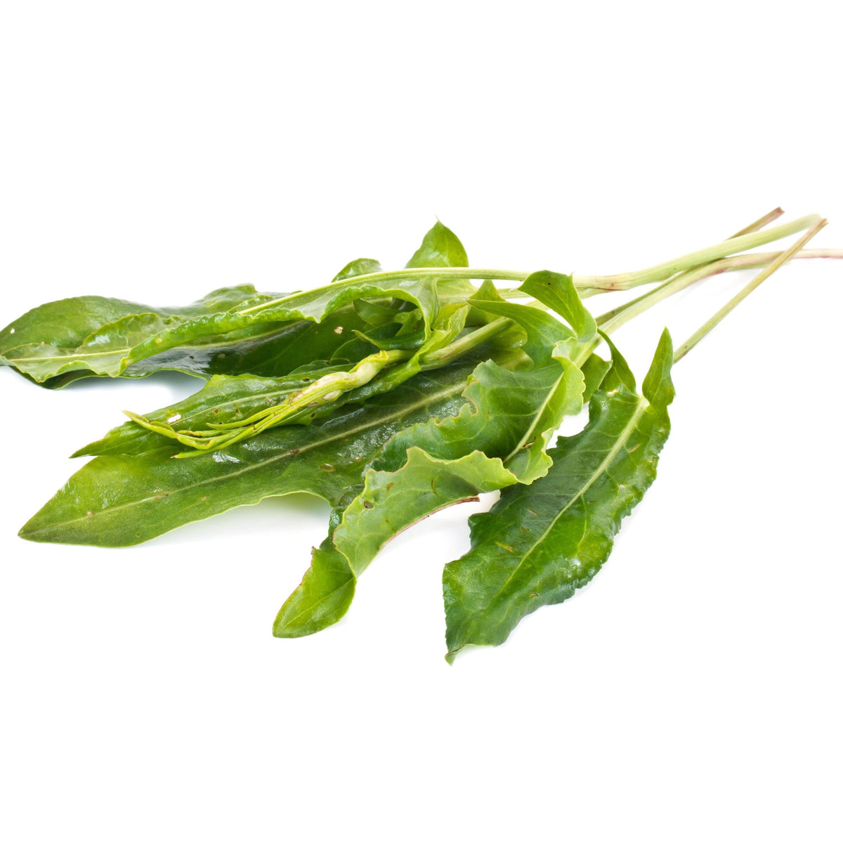 Garden Large Leaf Sorrel seeds
