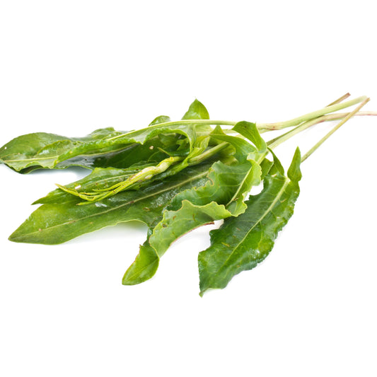 Garden Large Leaf Sorrel seeds