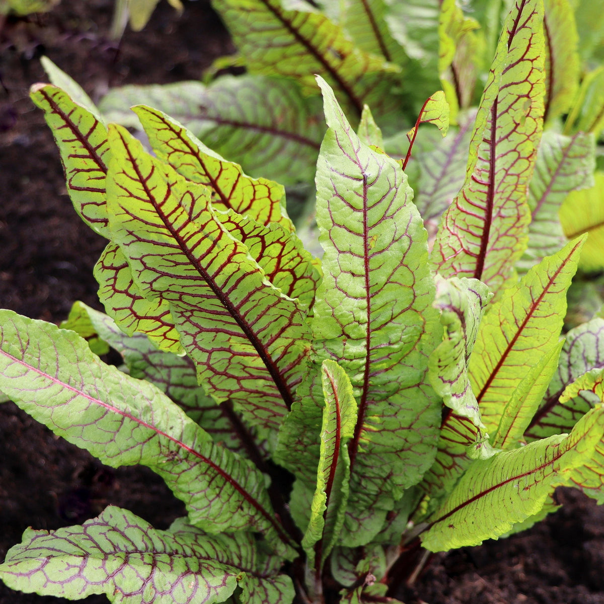 Red Veined Sorrel seeds