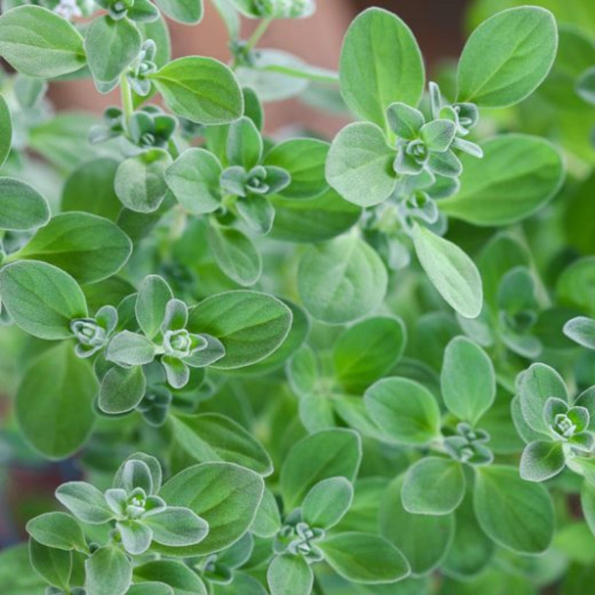 Sweet Marjoram seeds