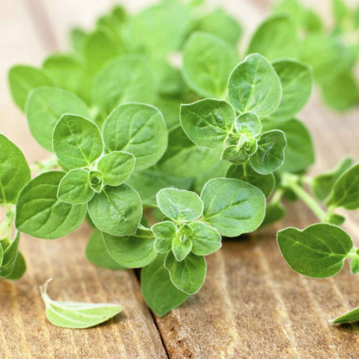 Common Italian Oregano seeds