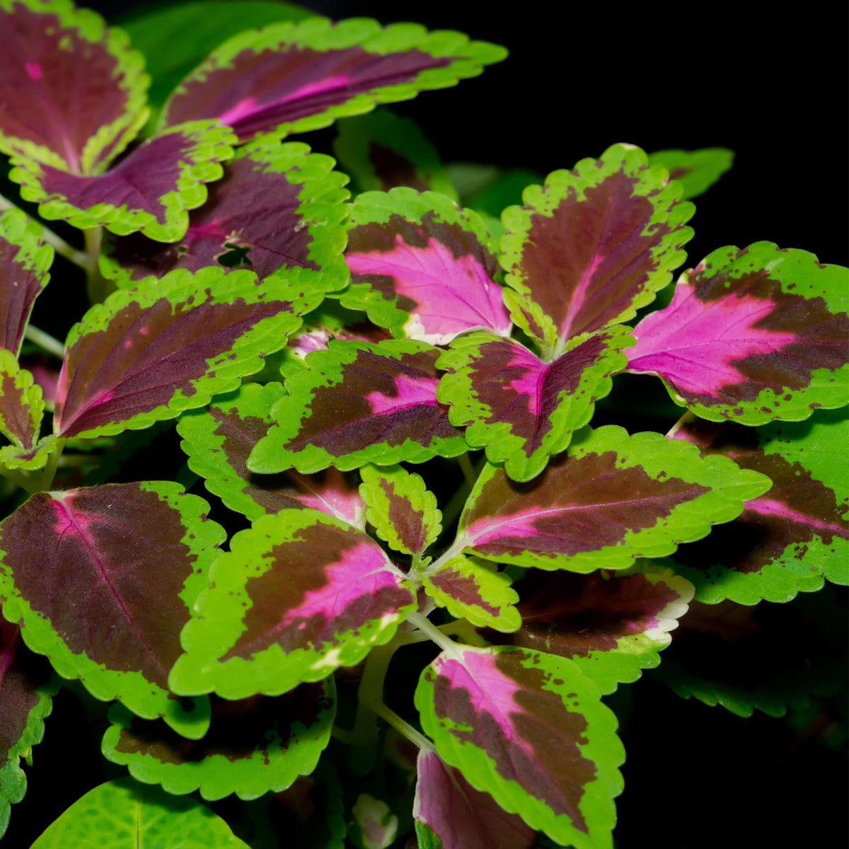 Rainbow Mixture Coleus seeds