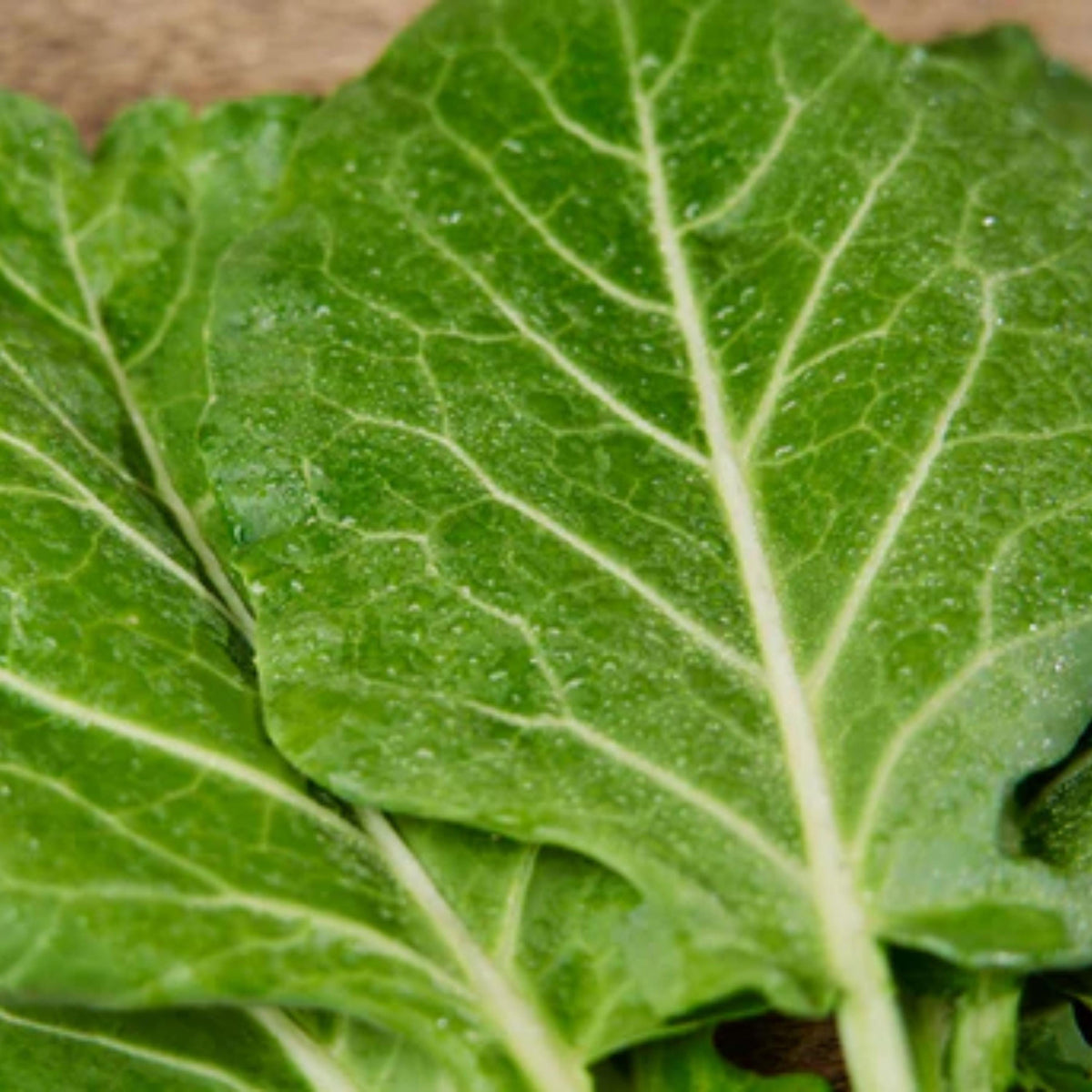 Morris Heading Collard seeds