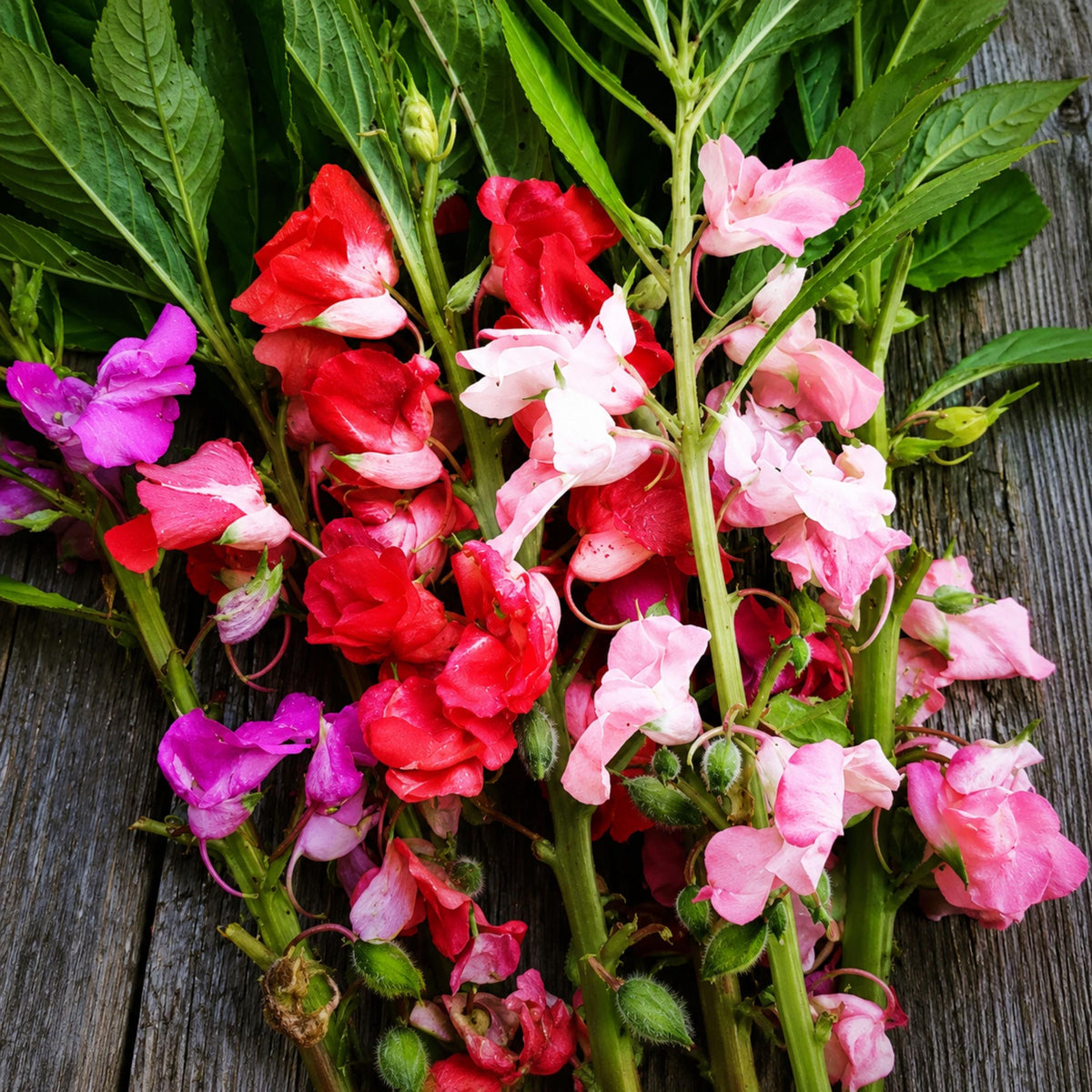 Mixed Color Balsam seeds