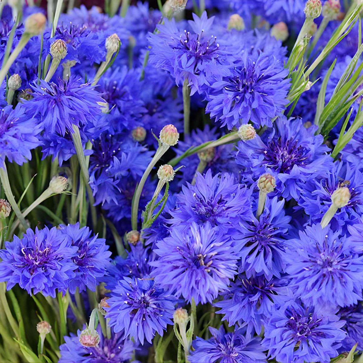 Bachelor Button seeds