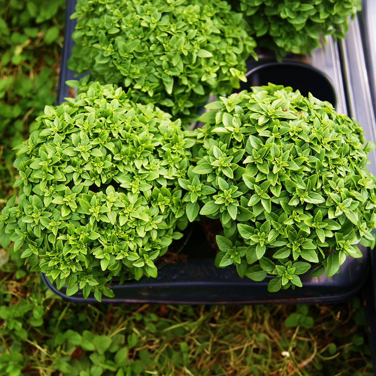 Dwarf Greek Basil seeds
