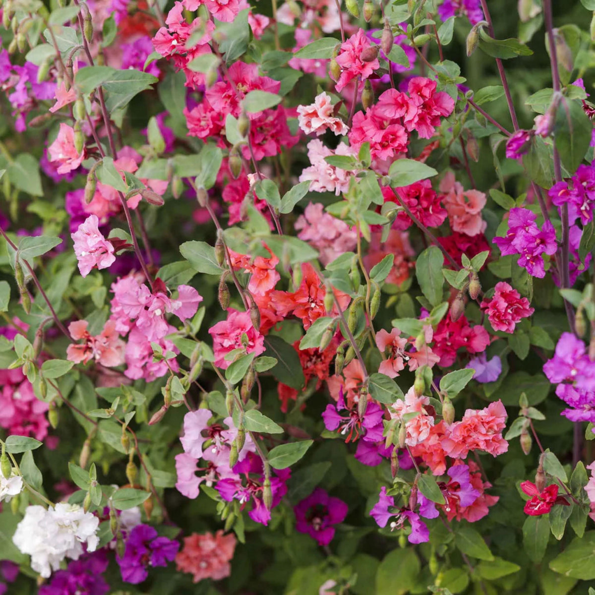 Clarkia Mix seeds