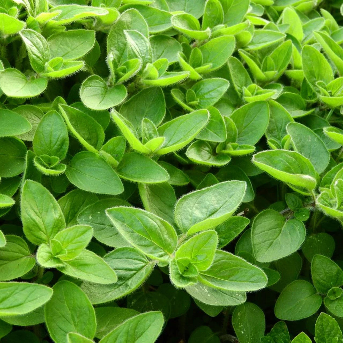 Sweet Marjoram seeds
