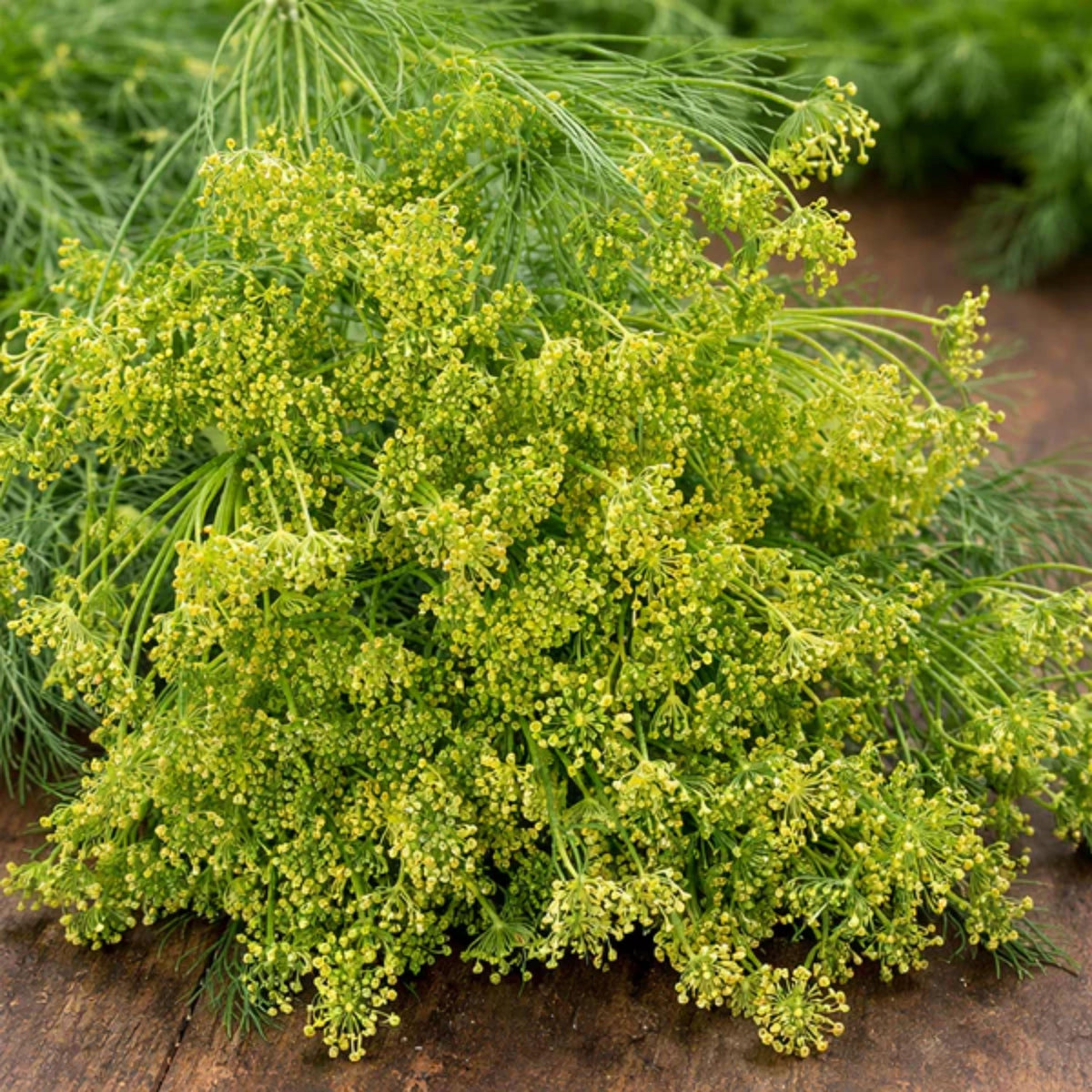Mammoth Long Island Dill seeds