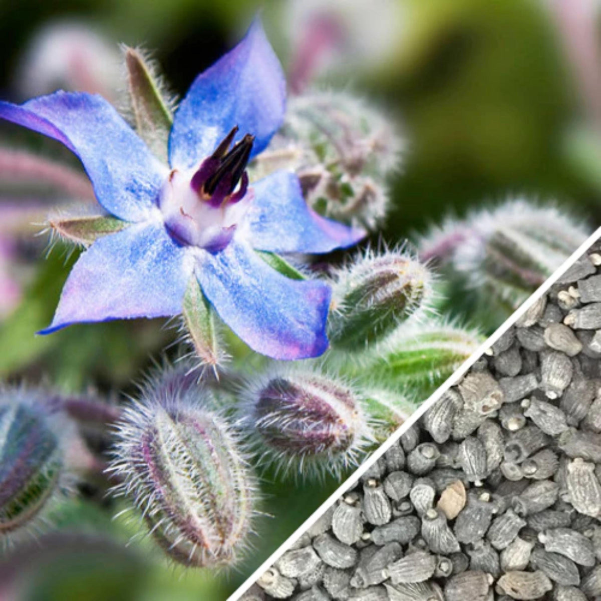 Borage Herb seeds