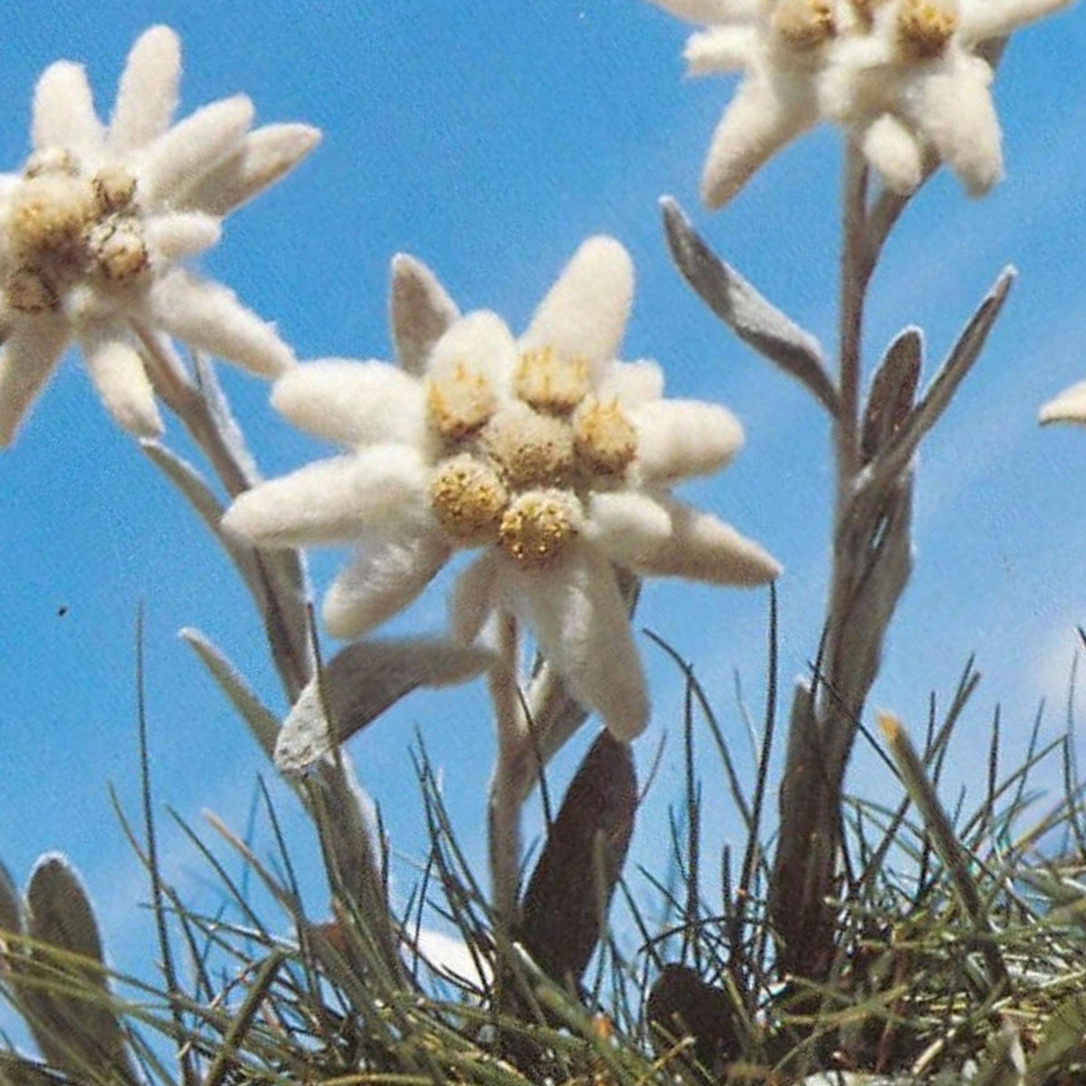 Edelweiss seeds
