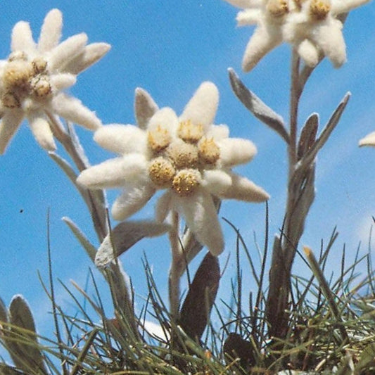Edelweiss seeds