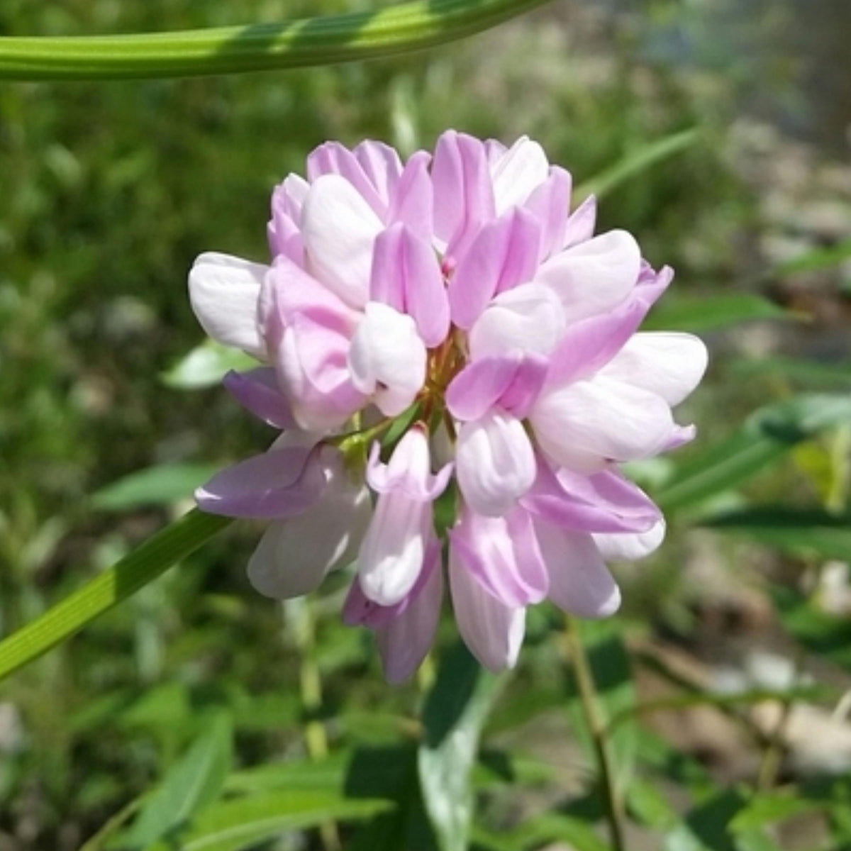 Crown Vetch seeds