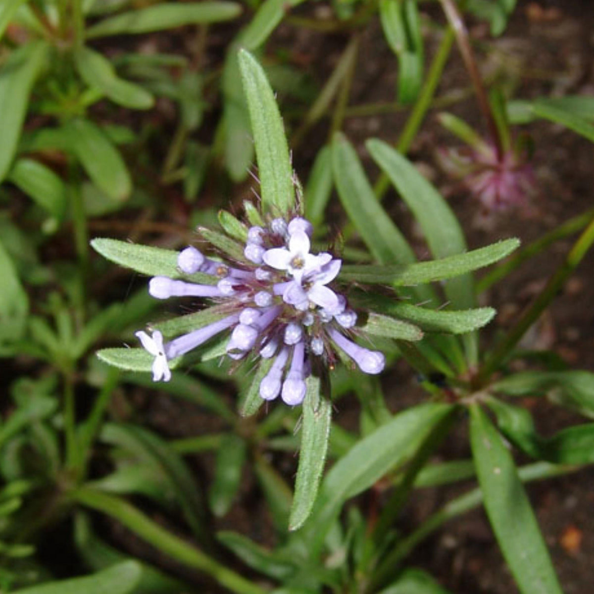 Blue Woodruff seeds