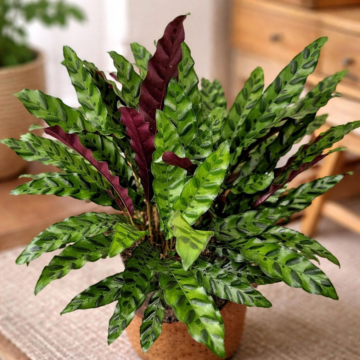 Calathea Lancifolia seeds