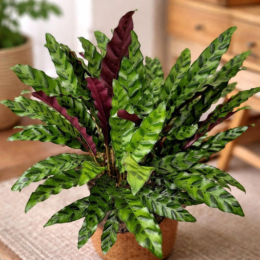 Calathea Lancifolia seeds
