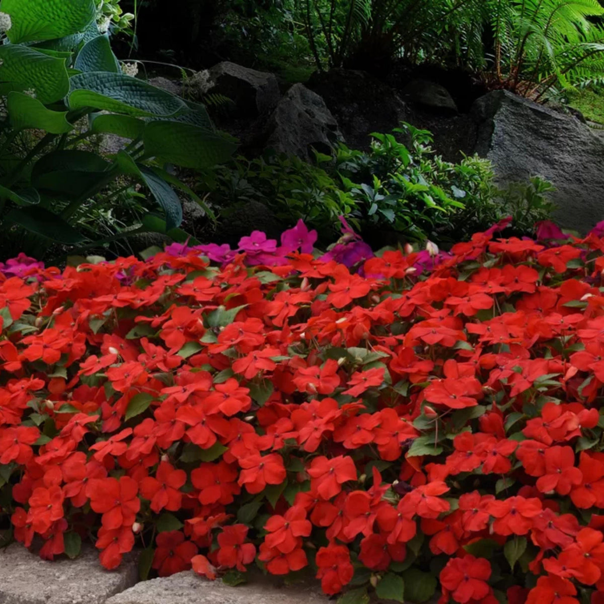 Beacon Red Impatiens seeds