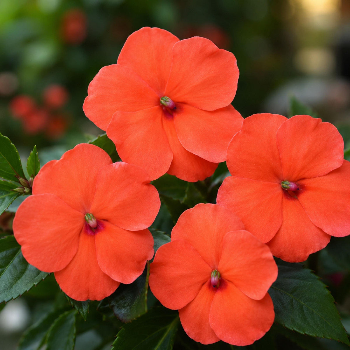 Beacon Salmon Impatiens seeds